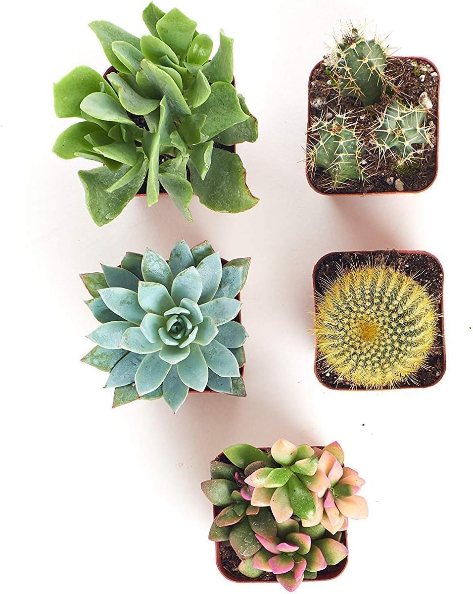 Shop Succulents Premium Live Mini Cactus and Succulent Plants in 2" Pots, Easy Care Indoor or Outdoor Gardening, Terrariums, Favors, & Contemporary Spaces with Hardy, Resilient Varieties, Pack of 5