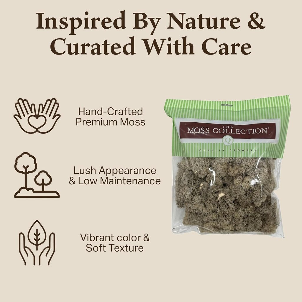 Quality Growers - Preserved Reindeer Moss - Moss for Crafts, Home Decor, Art, Design & DIY Projects - Non-Toxic - USA Made (Natural, Medium, 2-Pack)