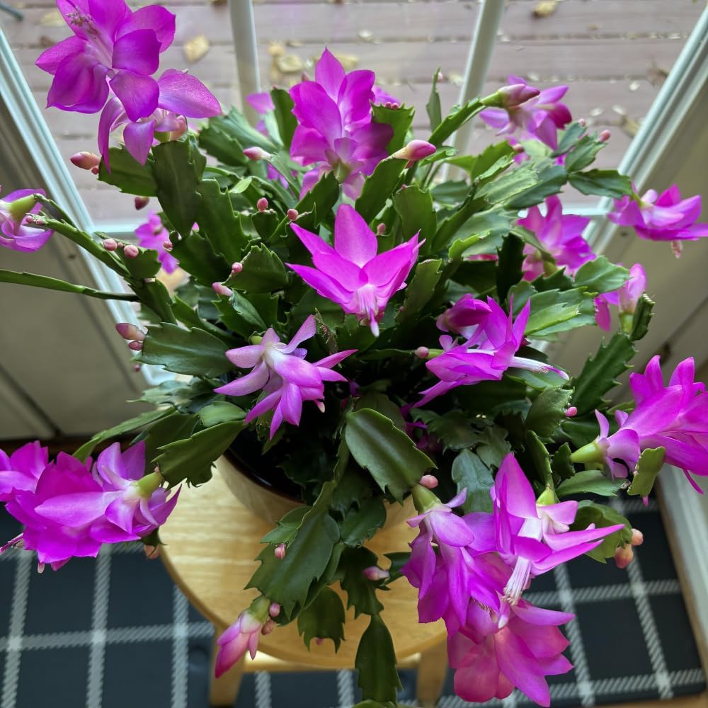 Purple Christmas Cactus Plant, Well Rooted Flowering Cactus Live in 4'' Pot, Indoor Outdoor Planting