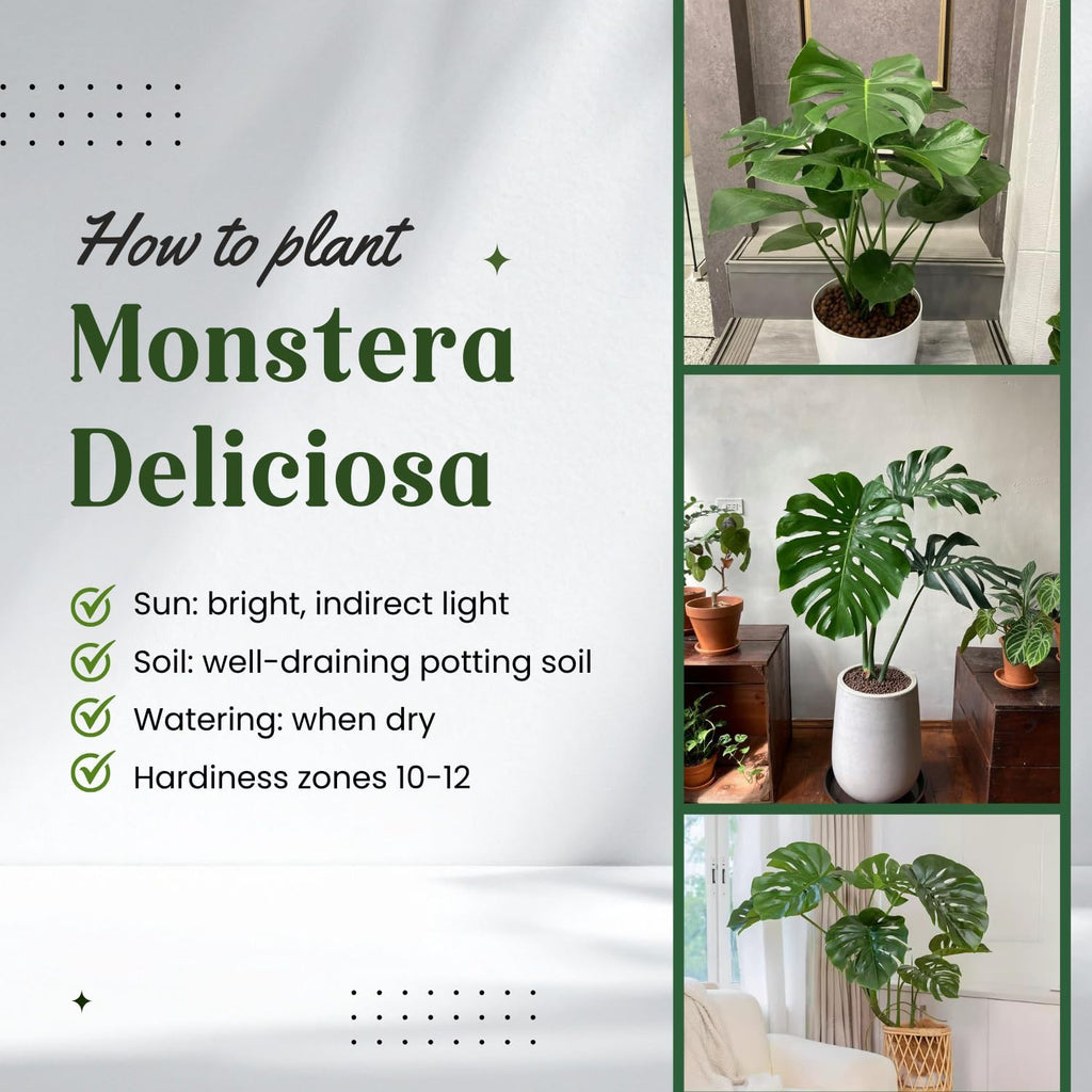 Monstera Deliciosa Live Plant, Live Swiss Cheese Plant Indoor, 4 Inch Pot
