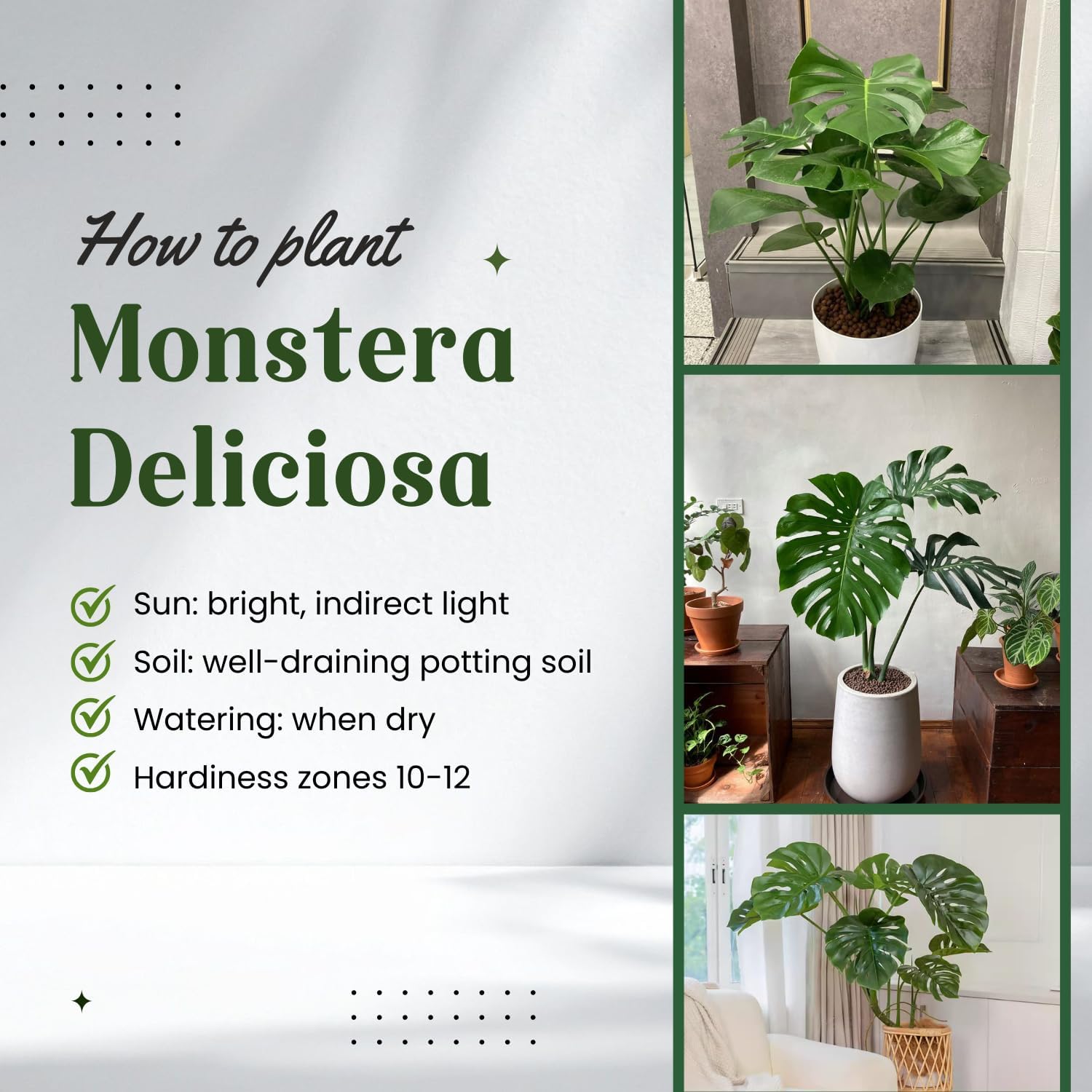 Monstera Deliciosa Live Plant, Live Swiss Cheese Plant Indoor, 4 Inch Pot