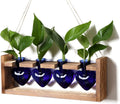 Heart Plant Terrarium Kit Gift for Women Plant Lover Glass Vases
