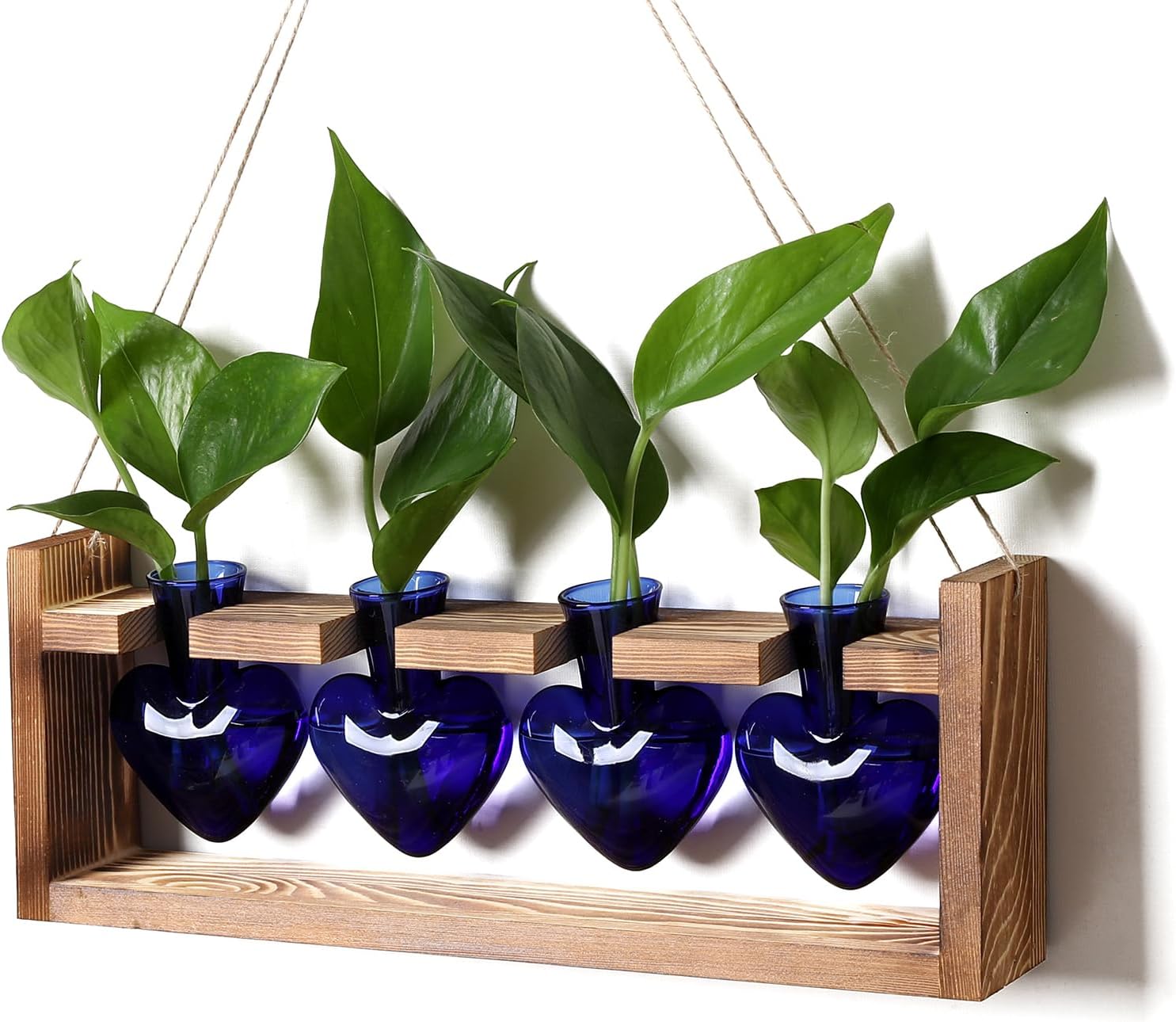 Heart Plant Terrarium Kit Gift for Women Plant Lover Glass Vases
