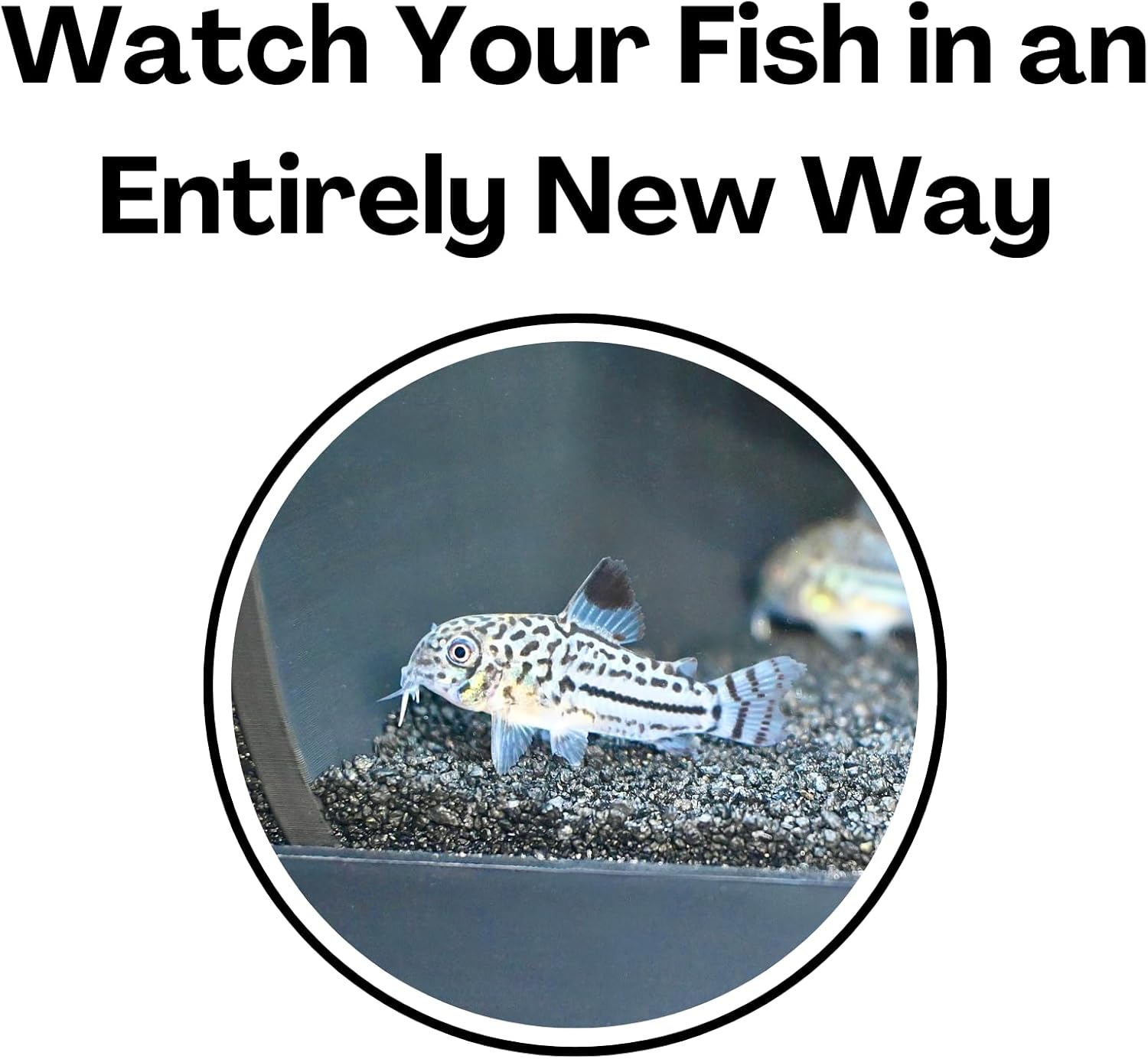 Aquarium Underground Two Hole Corner Cave | Viewing Fish & Shrimp Tunnel | Fish Tank Undergravel Hide Decor Decoration Hideout Perfect For Corydora Catfish, Kuhli Loach, Pleco, Betta Fish