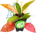 Philodendron Prince of Orange - Philodendron by Wellspring Gardens - Vibrant, Easy Care Indoor - Outdoor Plant with Dynamic Color - Changing Foliage - Plant Enthusiast - Garden Plants