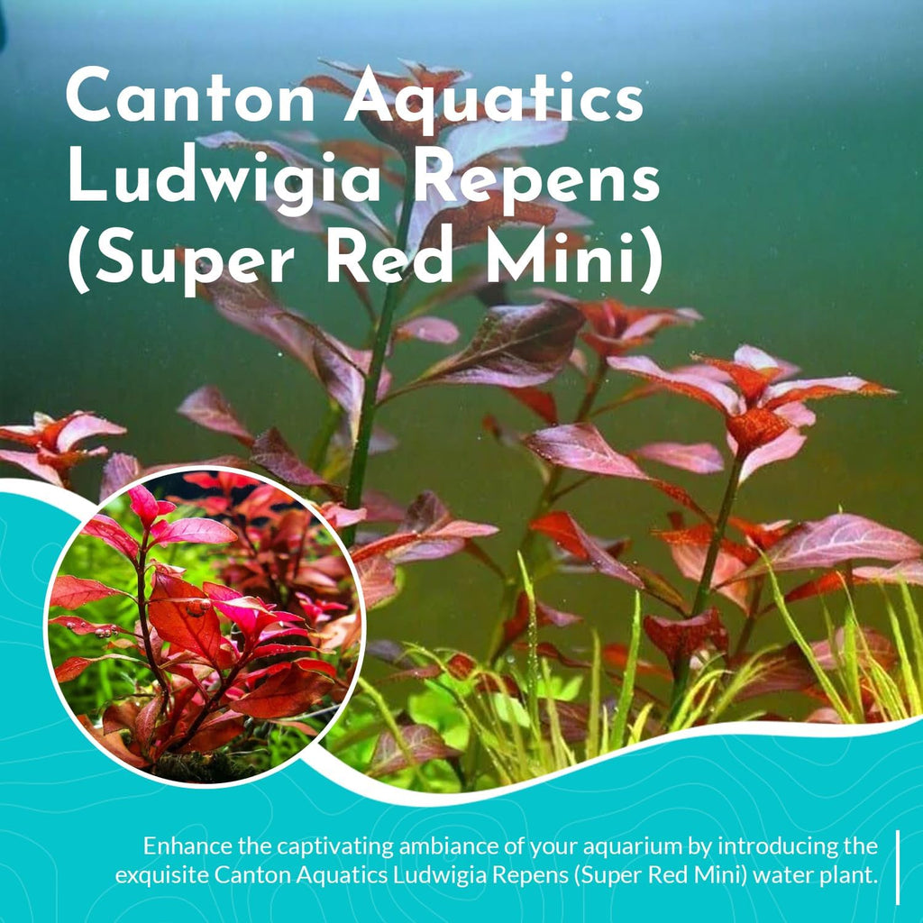 Ludwigia Repens Super Red Mini - Live Aquarium Plants - Easy Care Stem Plant for Fish Shrimp, & Planted Aquariums - Ideal Background, Midground Plant with Stunning Color - 3 Pack