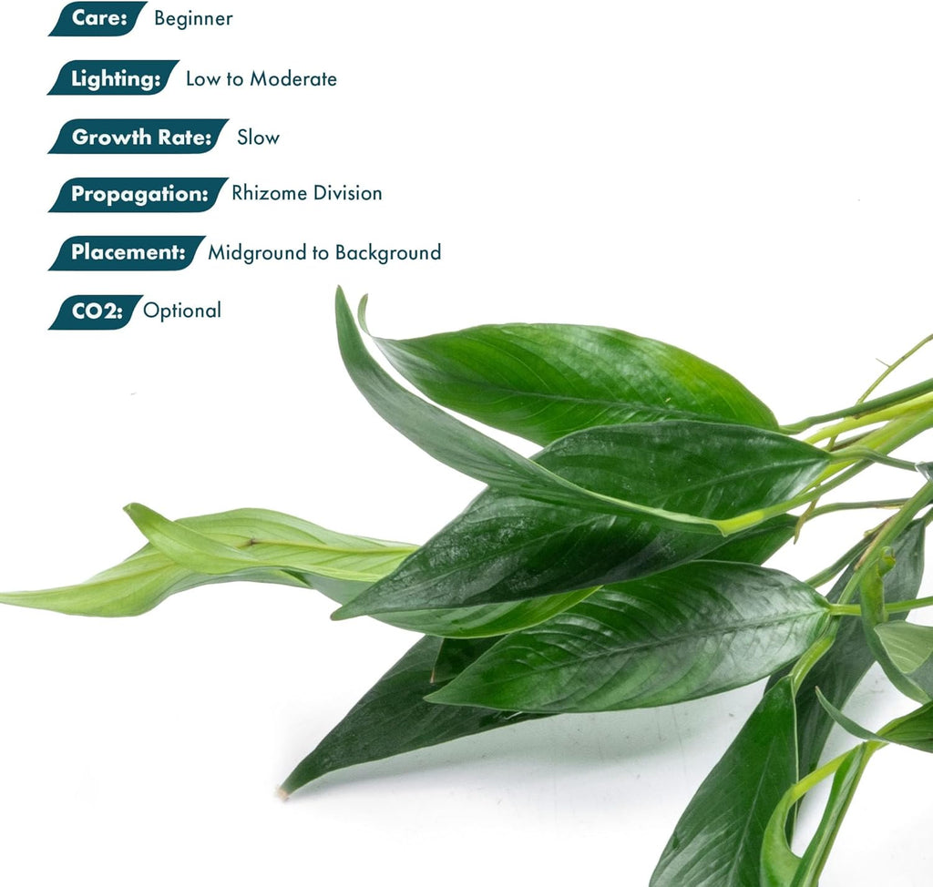 SubstrateSource Anubias Live Aquarium Plants - Potted Freshwater Plant for Fish Tanks, Terrariums - Beginner Friendly Low Light (Lanceolata, Mother Plant)