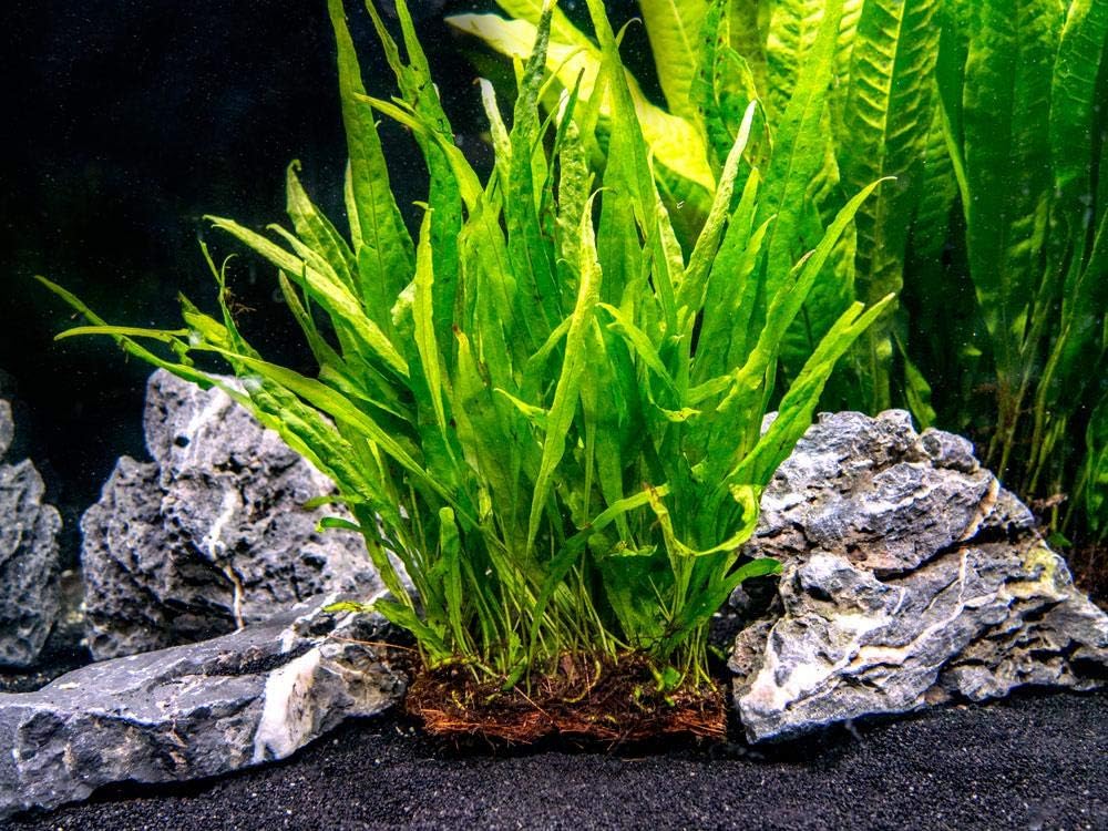 Java Fern Planted on plate - Easy Low Light Aquatic Plant