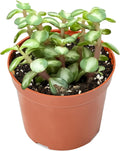 Live Succulent Plants Midstripe Rainbow Bush, Easy Care Potted Succulents in 4" Pots, Indoor Houseplant, Unique Gifts, Home Office Décor