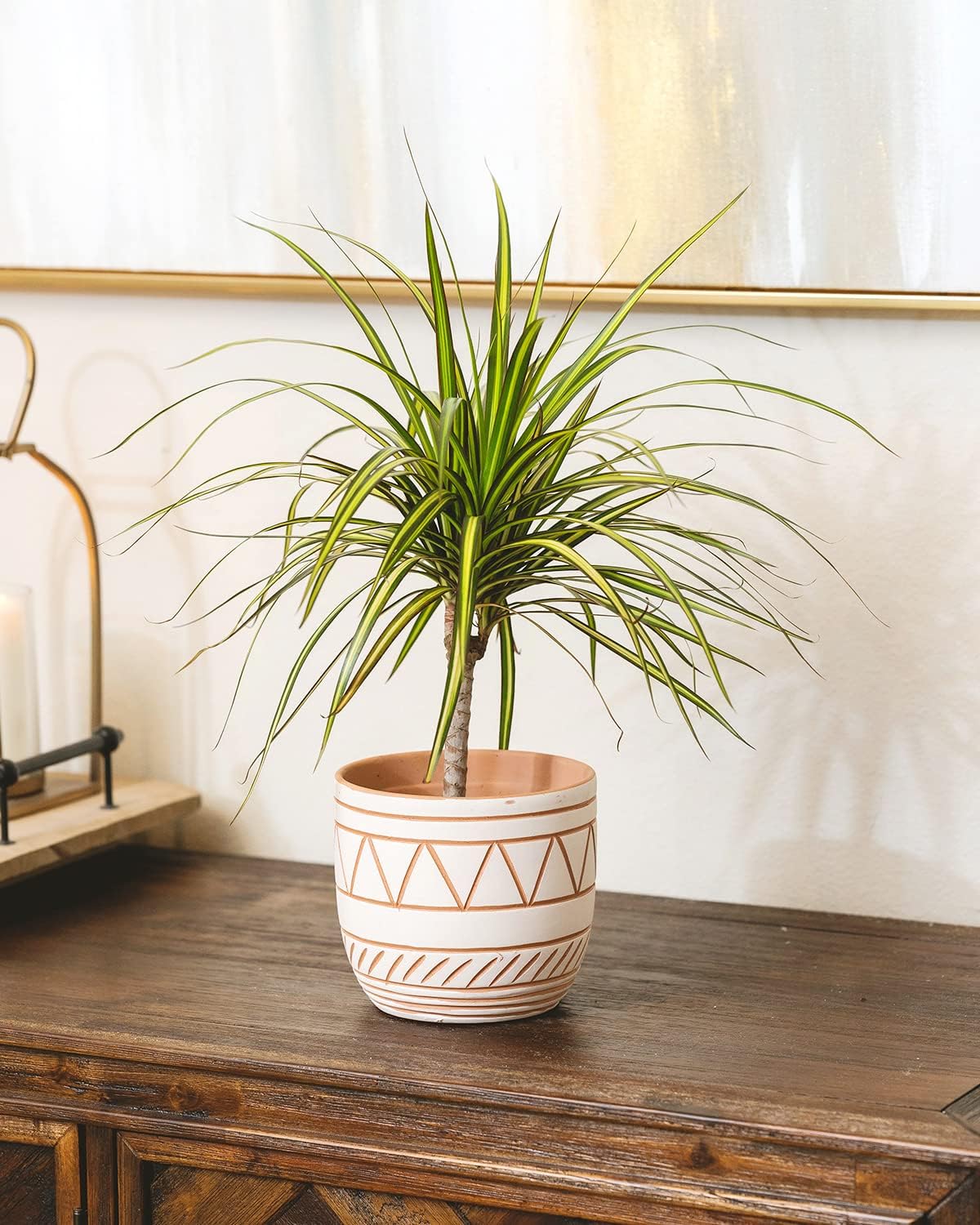 Small Size Dracaena Marginata Sunray Cane (4" Grower Pot) - Indoor, Air-Purifying, Easy to Grow Houseplant - Live Healthy Houseplant for Home Office Decoration