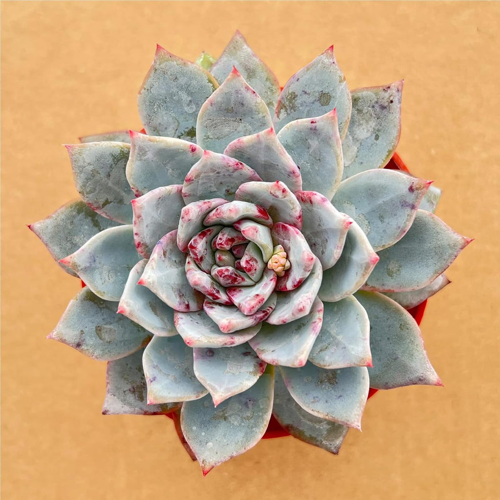 Live Succulent Plants (Echeveria 'Blue Bird'), Easy Care Houseplant for Home and Office Decor, Great Gift for Housewarming, Birthday, Thanksgiving