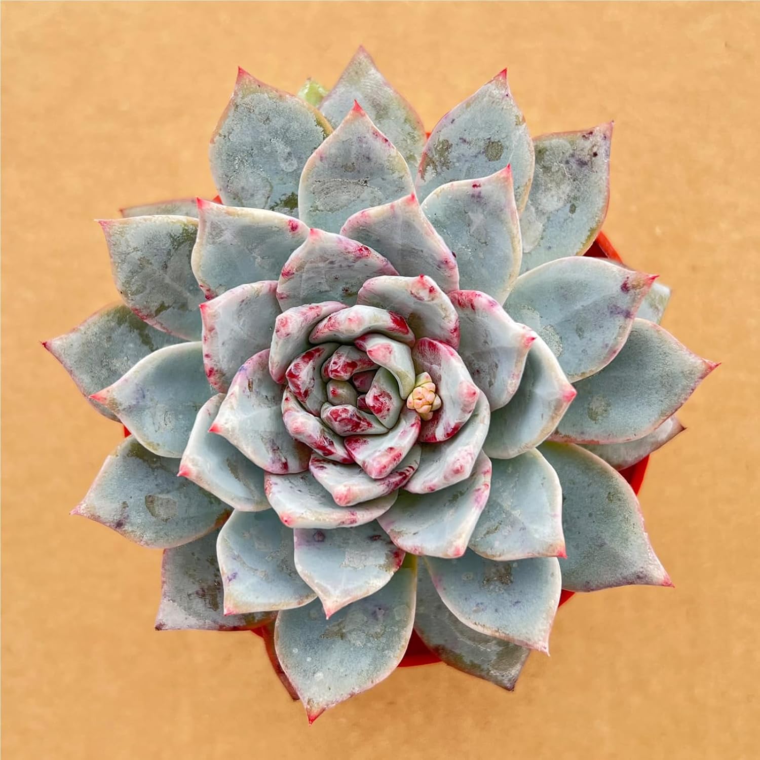 Live Succulent Plants (Echeveria 'Blue Bird'), Easy Care Houseplant for Home and Office Decor, Great Gift for Housewarming, Birthday, Thanksgiving