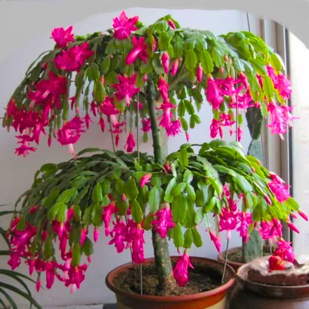 Christmas Cactus Plants Live, Thanksgiving Cactus Easter Cactus Like, 4-8 Inc Tall, Cold Hardy, Holiday Cactus for Indoor Outdoor Planting, Starter Size (Vibrant Pink)