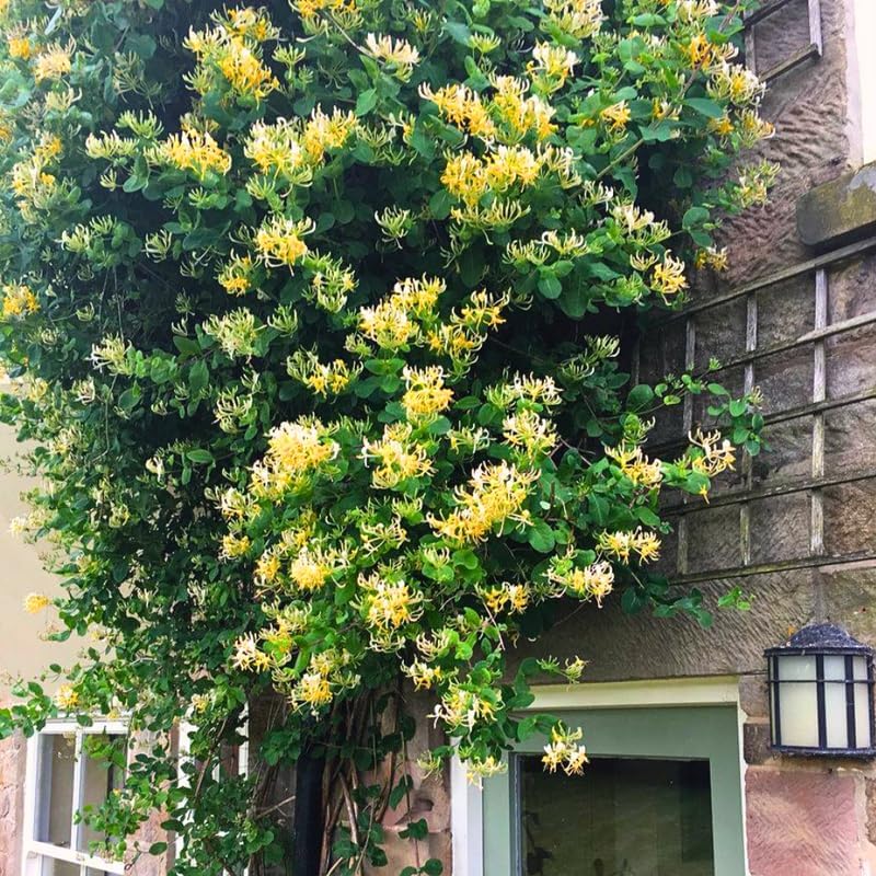 Honeysuckle Plant Live for Planting, Lonicera Honeysuckle Vine, Very Hardy, in 2.5 Inc Pot, Fragrant Yellow Bloom