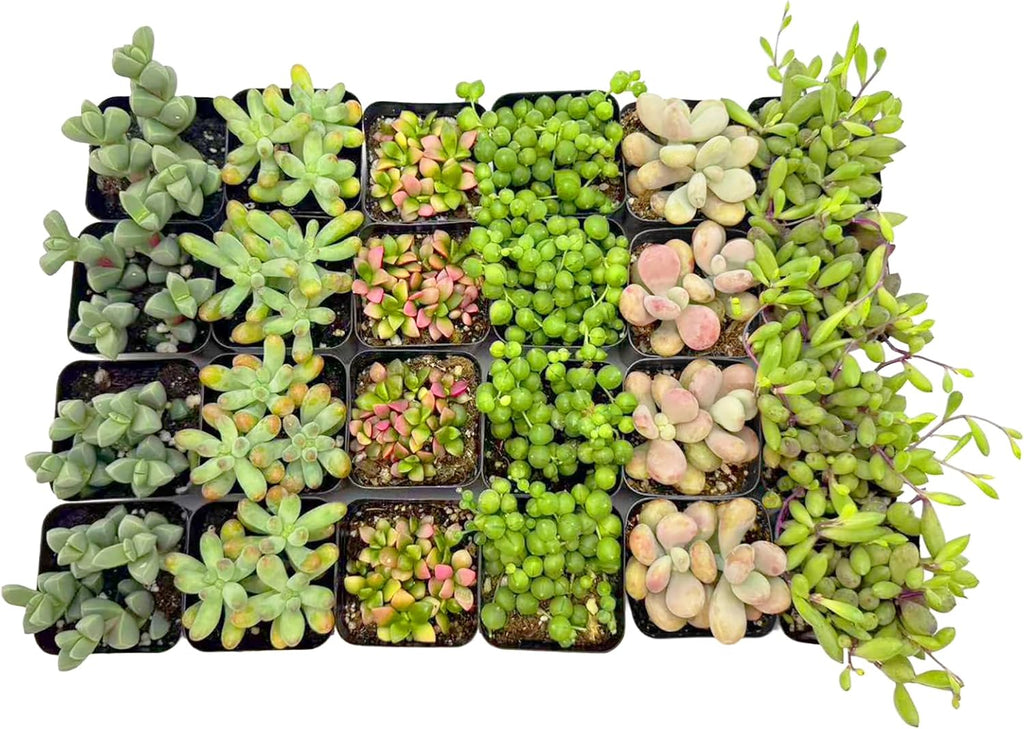 2 Inch Assorted Succulent Plants - Live Mixed Rosette & Unique Succulent Variety Pack, Healthy Rooted Succulents for Indoor/Outdoor Decor, Terrarium, DIY Garden & Gift (24-Pack)