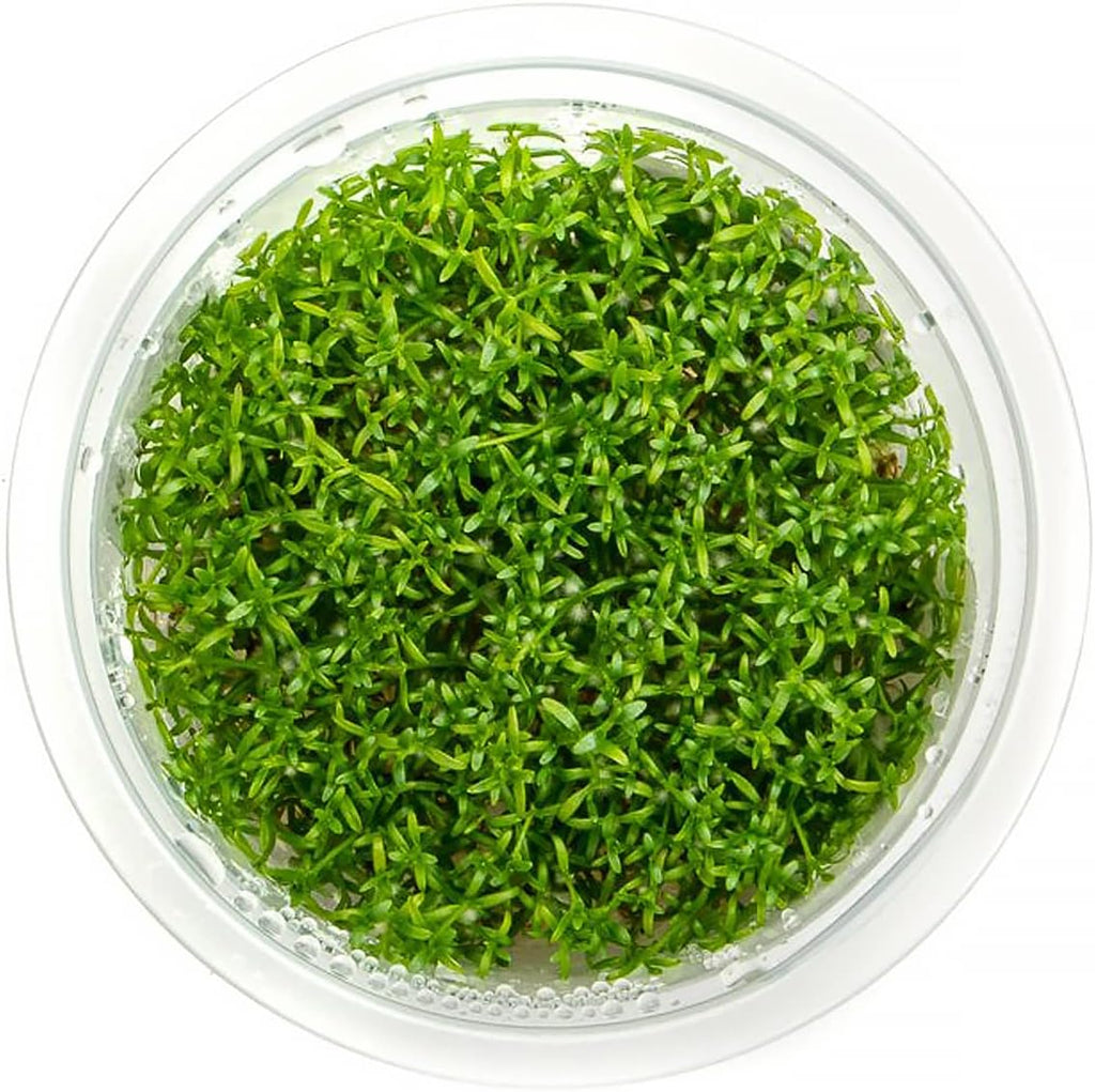 SubstrateSource Live Plant - Microcarpaea Minima Tissue Culture Aquatic Live Aquarium Plant - 100% Snail Free in Vitro Cup (Microcarpaea Minima)