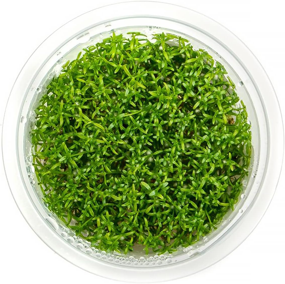 SubstrateSource Live Plant - Microcarpaea Minima Tissue Culture Aquatic Live Aquarium Plant - 100% Snail Free in Vitro Cup (Microcarpaea Minima)
