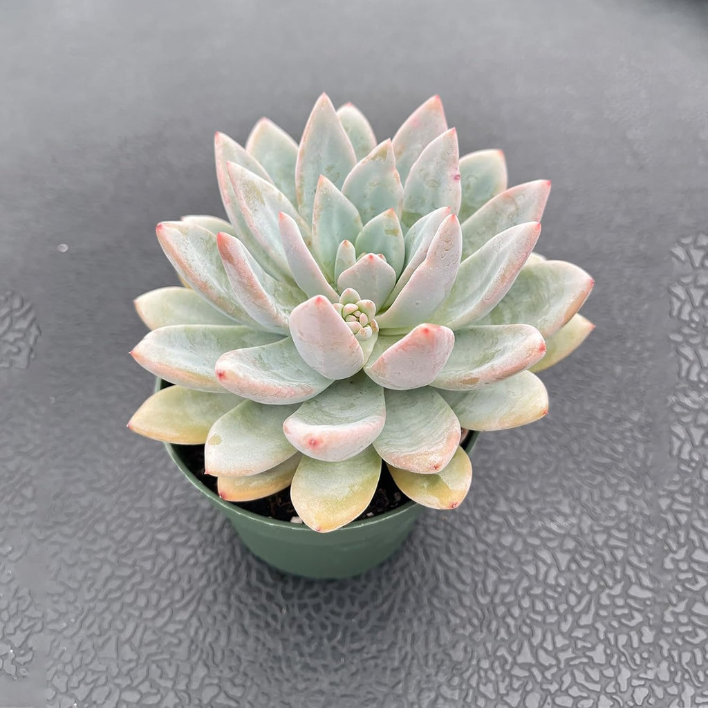 Live Succulent Plants (Echeveria 'Star Snow'), Easy Care Houseplant for Home and Office Decor, Great Gift for Housewarming, Birthday, Thanksgiving