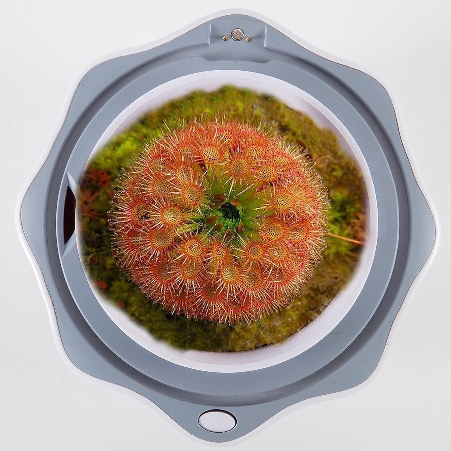 Venus Fly Trap Terrarium Pot with Timer Grow Light & Fan, Smart Planter for Succulents Butterwort, Carnivorous Plants Pot, Christmas Birthday Gifts for Women Garden Lover (no Plant)