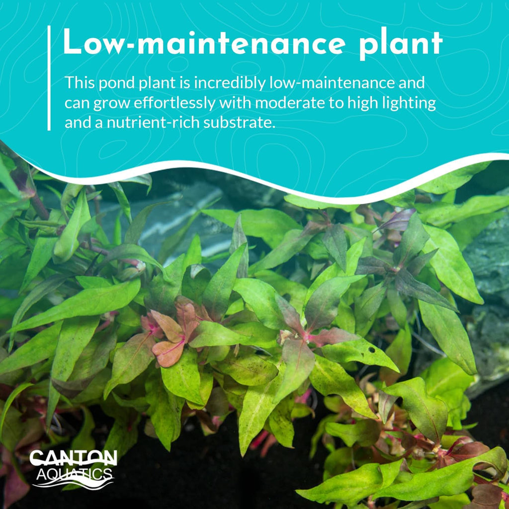 Amazon Sword Echinodorus Red Rose - Vibrant Red Aquarium Plant - High Light & CO2 Requirements - Beautiful Freshwater Aquarium Decoration - Easy to Maintain and Grow - 2" Pot