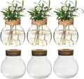 Plant Propagation Station,Hydroponic Terrarium Vase,Desktop Glass Planter Station,for Houses,Garden Decorations,ropagating Hydroponic Plants,Centerpiece Office,Home Garden Decor (6)