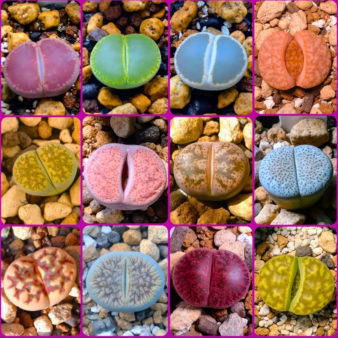 20 Pack Assorted Lithop Live Plants, Rare Living Stone Succulents Plants Live for Indoor Gardens, Lithops Seedlings