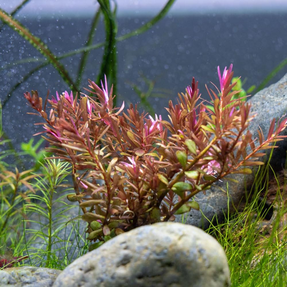 SubstrateSource Live Aquarium Red Stem Plants - Freshwater Aquatic Plant for Fish Tanks, Aquascaping - (Rotala Blood, 1 Bunch)
