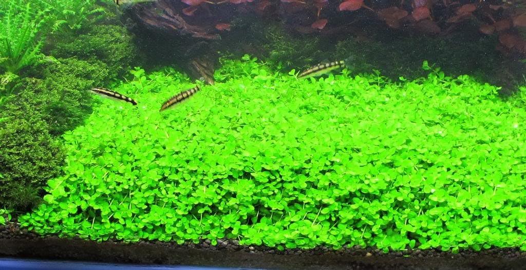 Tissue Culture Live Aquarium Plants | in Vitro Freshwater Aquatic Plants for Small Aquariums and Foreground (Monte Carlo)