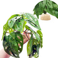 Reptile Plants for Terrarium Decor,Amphibian Habitat Decor, Bearded Dragon Tank Accessories,Artificial Plants for Gecko Chameleon Snake Tortoise with Base (Swiss Cheese)