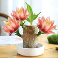 Lucky Wood Plant, Small Indoor Plant, Brazilian Wood Plants, About to Sprout, Office Desk Ornaments, Kitchen, Living Room, Home Decoration （Orange）