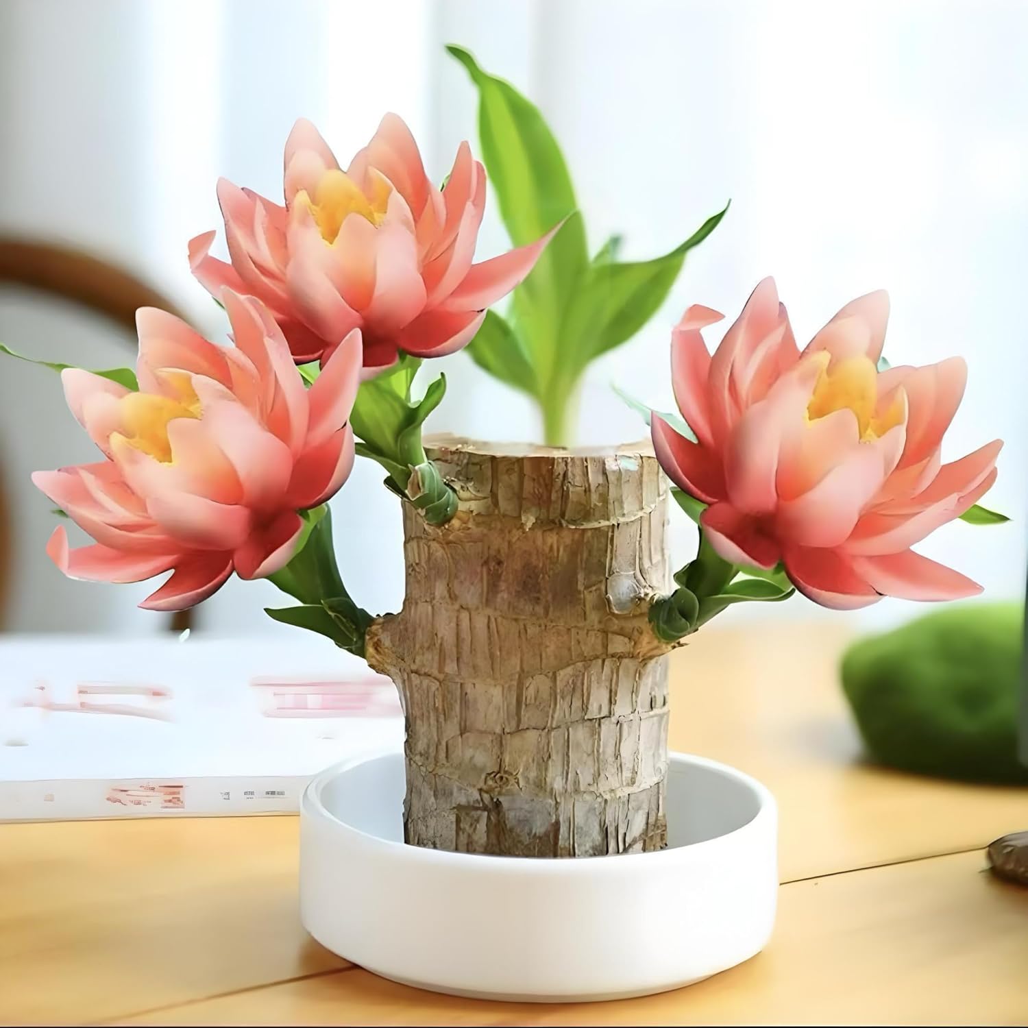 Lucky Wood Plant, Small Indoor Plant, Brazilian Wood Plants, About to Sprout, Office Desk Ornaments, Kitchen, Living Room, Home Decoration （Orange）