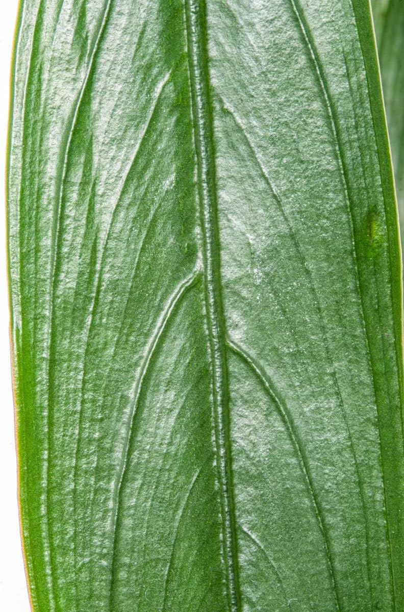 SubstrateSource Bucephalandra Goliath Potted Live Aquarium Plant - Natural Freshwater Fish Tank Decorations, Aquatic Décor