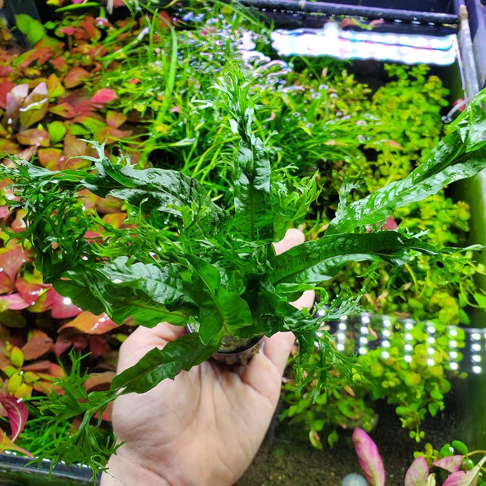 SubstrateSource Java Fern Live Aquarium Plants - Potted Freshwater Plant for Fish Tanks - Beginner Friendly, Low Light (Windelov, 3 Pots)