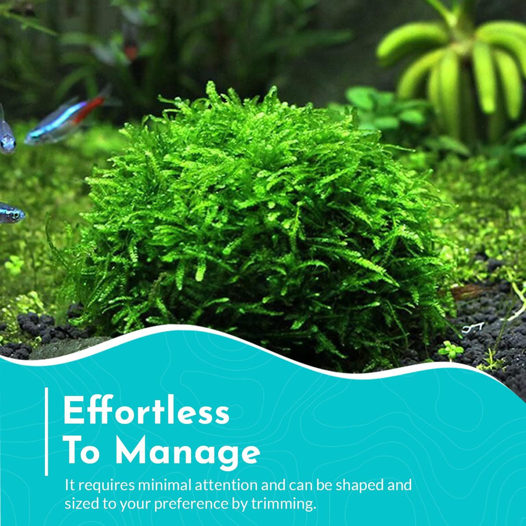 Aquarium Christmas Moss Vesicularia Portion Plant - All Natural & Organic Aquatic Plants - Absorbs Excess Nutrients - Long Lasting & Easy to Care Plants - Suitable for Summer & Winter