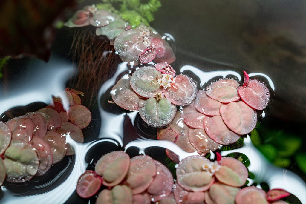 SubstrateSource Red Root Floater Phyllanthus Fluitans - Live Floating Plants for Aquarium, Fish Tanks, Natural Aquatic Decorations and Cover (3-4 Plants)