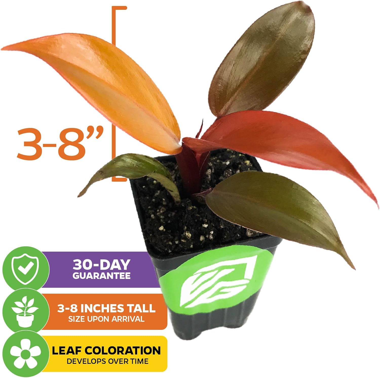 Philodendron Prince of Orange - Philodendron by Wellspring Gardens - Vibrant, Easy Care Indoor - Outdoor Plant with Dynamic Color - Changing Foliage - Plant Enthusiast - Garden Plants