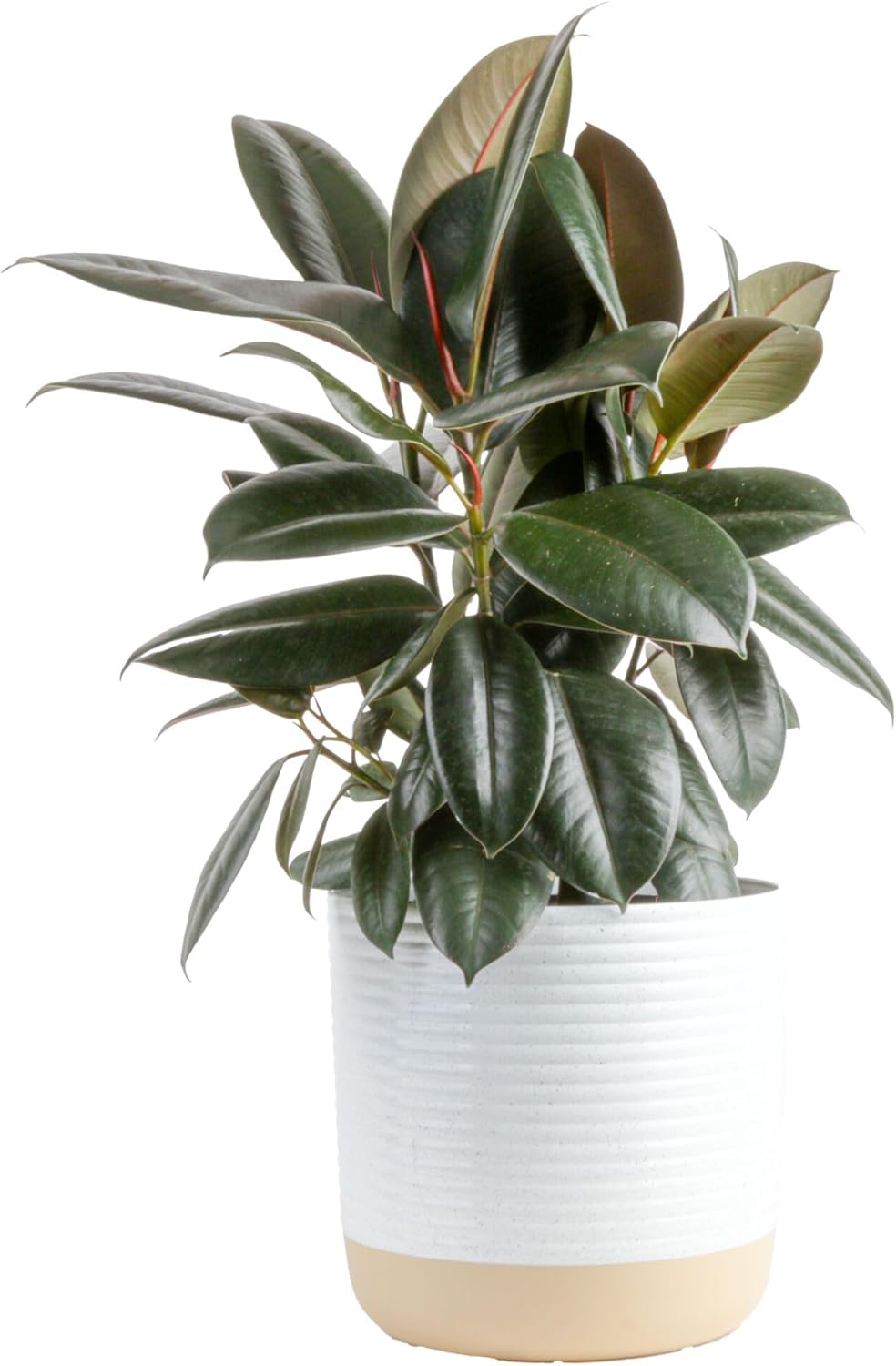 Costa Farms Burgundy Rubber Plant, Live Indoor Ficus Elastica Tree, Live Indoors Houseplant in Décor Planter Pot, Potting Soil Mix, Gift for Housewarming New House, Home or Office Decor, 2-3 Feet Tall