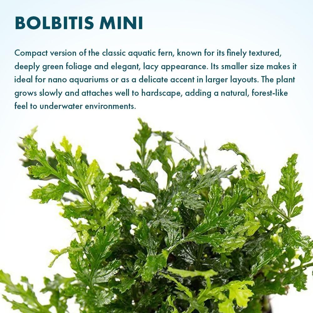 SubstrateSource Mini Bolbitis Baby Leaf - Live Aquarium Plant for Fish Tank Decorations (1 Pot)