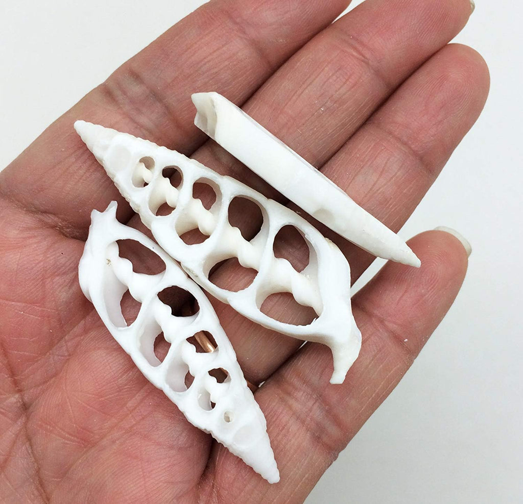 PEPPERLONELY 20 PC White Center Cut Cerithium vertagus Sea Shells, 1-1/2 Inch ~ 2 Inch