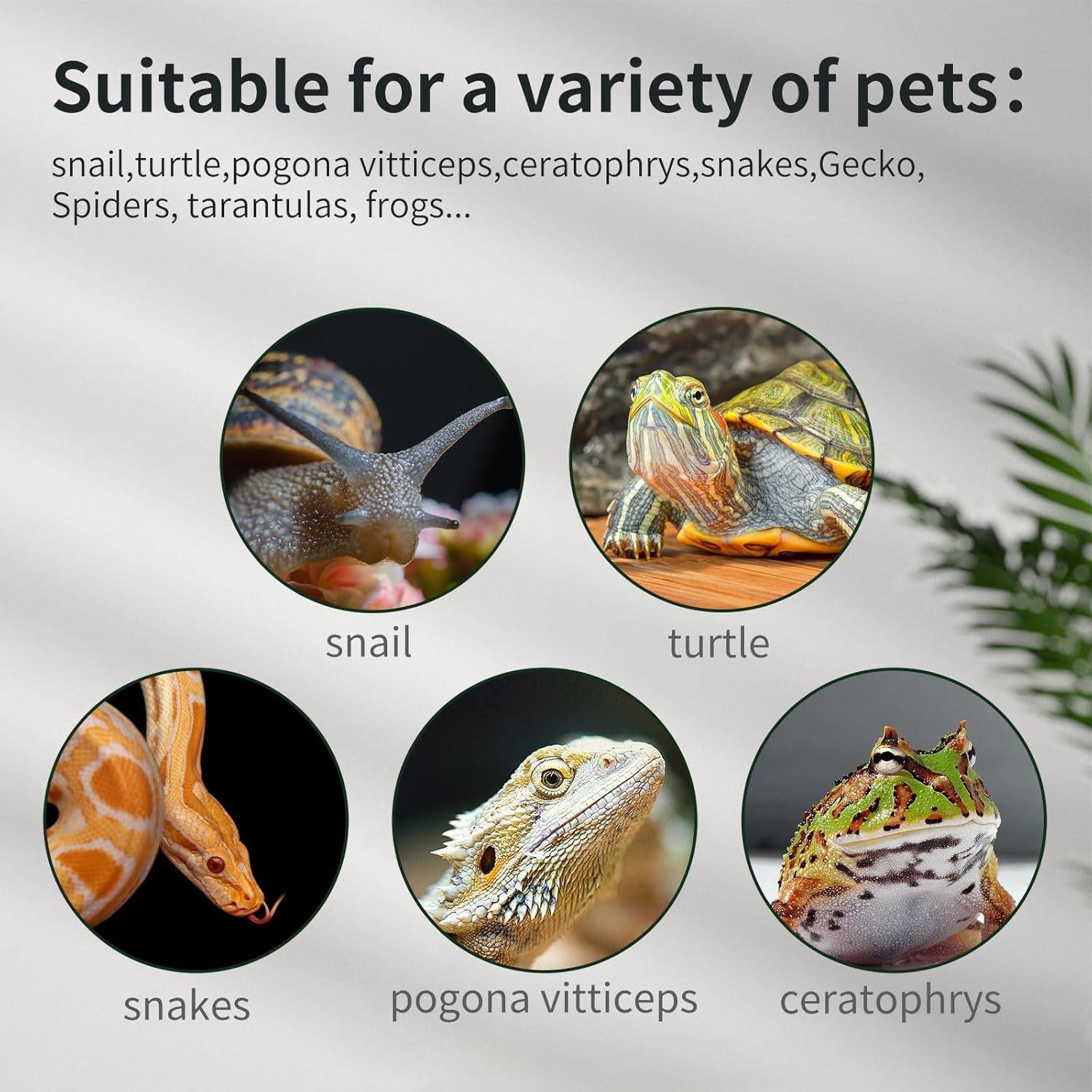 Reptile Glass Tank 16"x11"x9" Terrarium with Top Opening and Screen Ventilation for Leopard Gecko,Lizard,Hermit Crab,Snake,Spider,Frog,Bearded Dragon,Turtle with Feeding Tongs