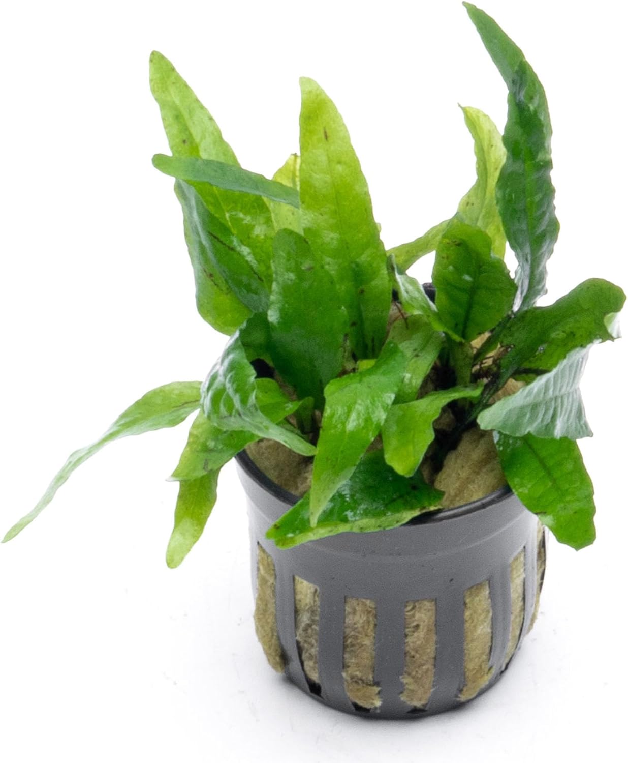 SubstrateSource Java Fern Live Aquarium Plants - Potted Freshwater Plant for Fish Tanks - Beginner Friendly, Low Light (Narrow Mini, 1 Pot)