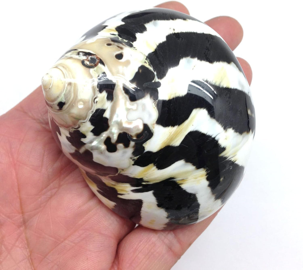 PEPPERLONELY 2 PC Polished Black Magpie Turbo Sea Shell, Hermit Crab Sea Shells, 2-1/4 Inch ~ 2-3/4 Inch