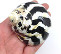 PEPPERLONELY 2 PC Polished Black Magpie Turbo Sea Shell, Hermit Crab Sea Shells, 2-1/4 Inch ~ 2-3/4 Inch