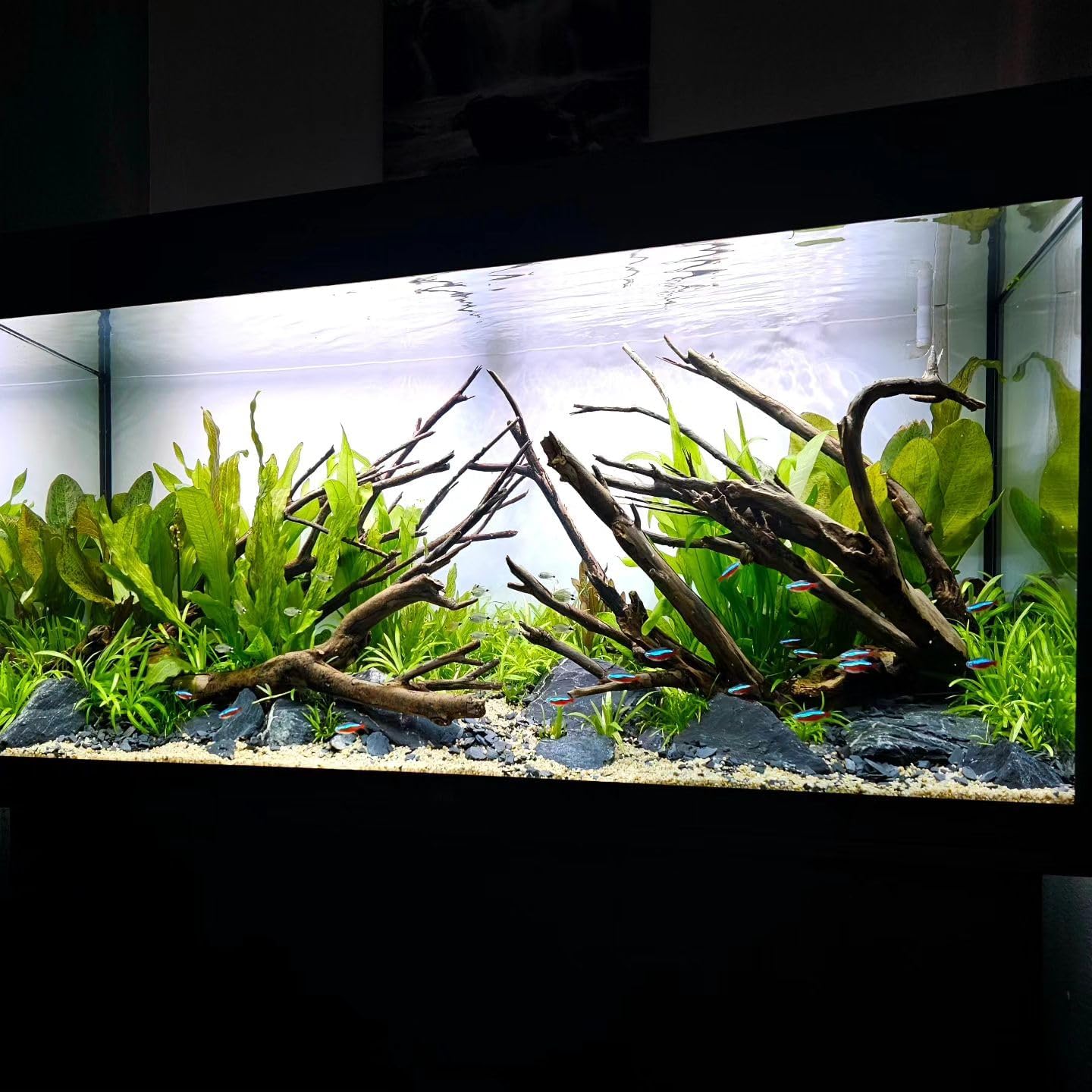 SubstrateSource Amazon Sword Echinodorus Bleheri Live Plant for Freshwater Aquariums, Natural Fish Tank Decorations, and Aquatic Decor (1 Pot (2-3 Plants))