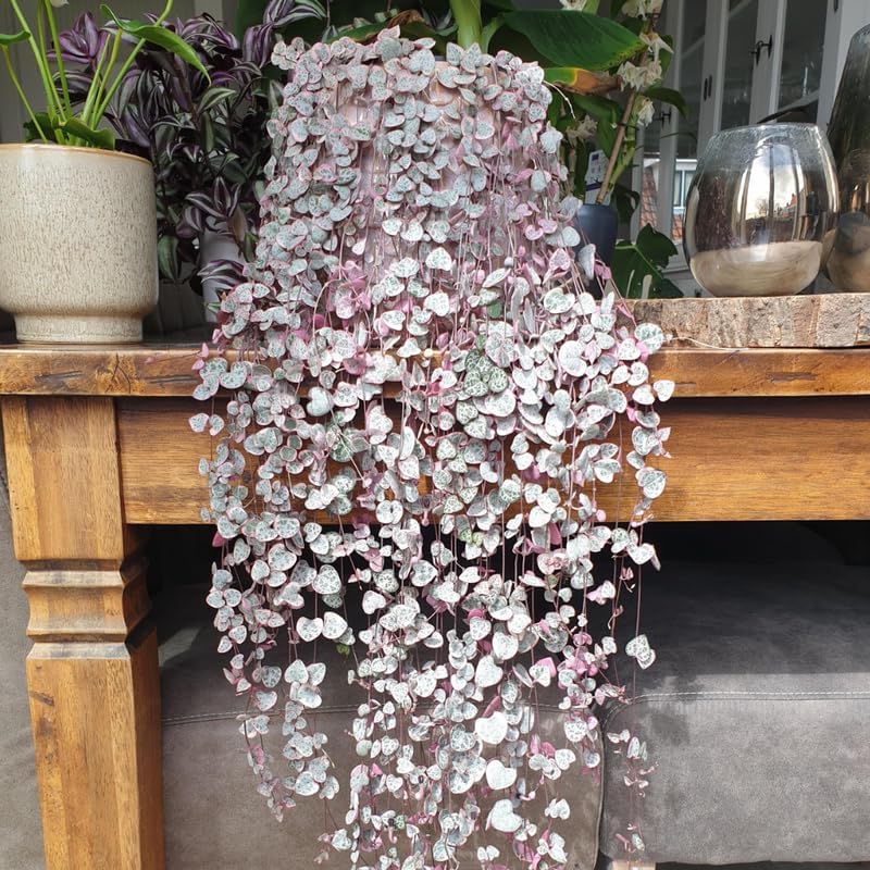 Ceropegia Woodii Variegated String of Hearts Live Plant, Rare Trailing Succulent Vine in 2.5" Pot, Indoor Hanging Plant
