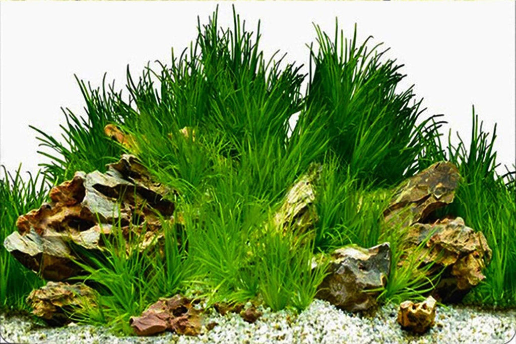 ELEBOX New 20" x 48" Fish Tank Background Paper Wallpaper 2 Sided Colorful Seaweed Water Plants Aquarium Poster Decorations