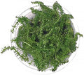 SubstrateSource Live Plant - Rotala Macrandra Bangladesh Tissue Culture Aquatic Live Aquarium Plant - 100% Snail Free in Vitro Cup (Rotala Macrandra Bangladesh)