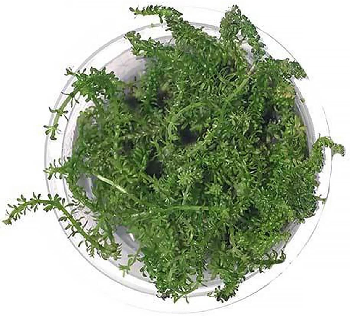 SubstrateSource Live Plant - Rotala Macrandra Bangladesh Tissue Culture Aquatic Live Aquarium Plant - 100% Snail Free in Vitro Cup (Rotala Macrandra Bangladesh)