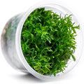 SubstrateSource Live Plant - Peplis Diandra (Didiplis Diandra) - Foreground Stem with Bright Green and Orange Hues, Snail-Free in Vitro Aquarium Plant - Tissue Culture