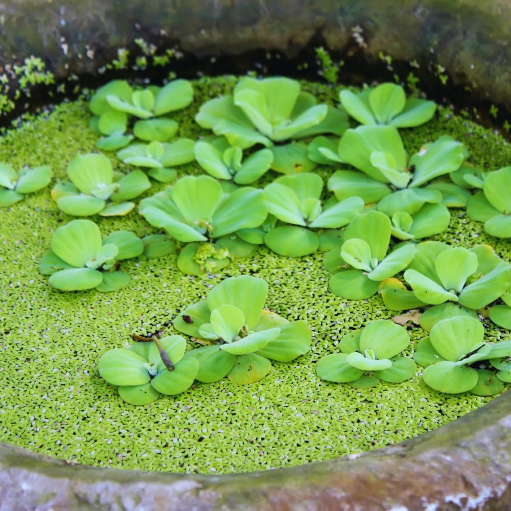 Duckweed Live Plants for Aquarium, 2000 Plants, Live Duckweed Plants, Live Aquarium Plants, Aquarium Plants Live, Small Plants